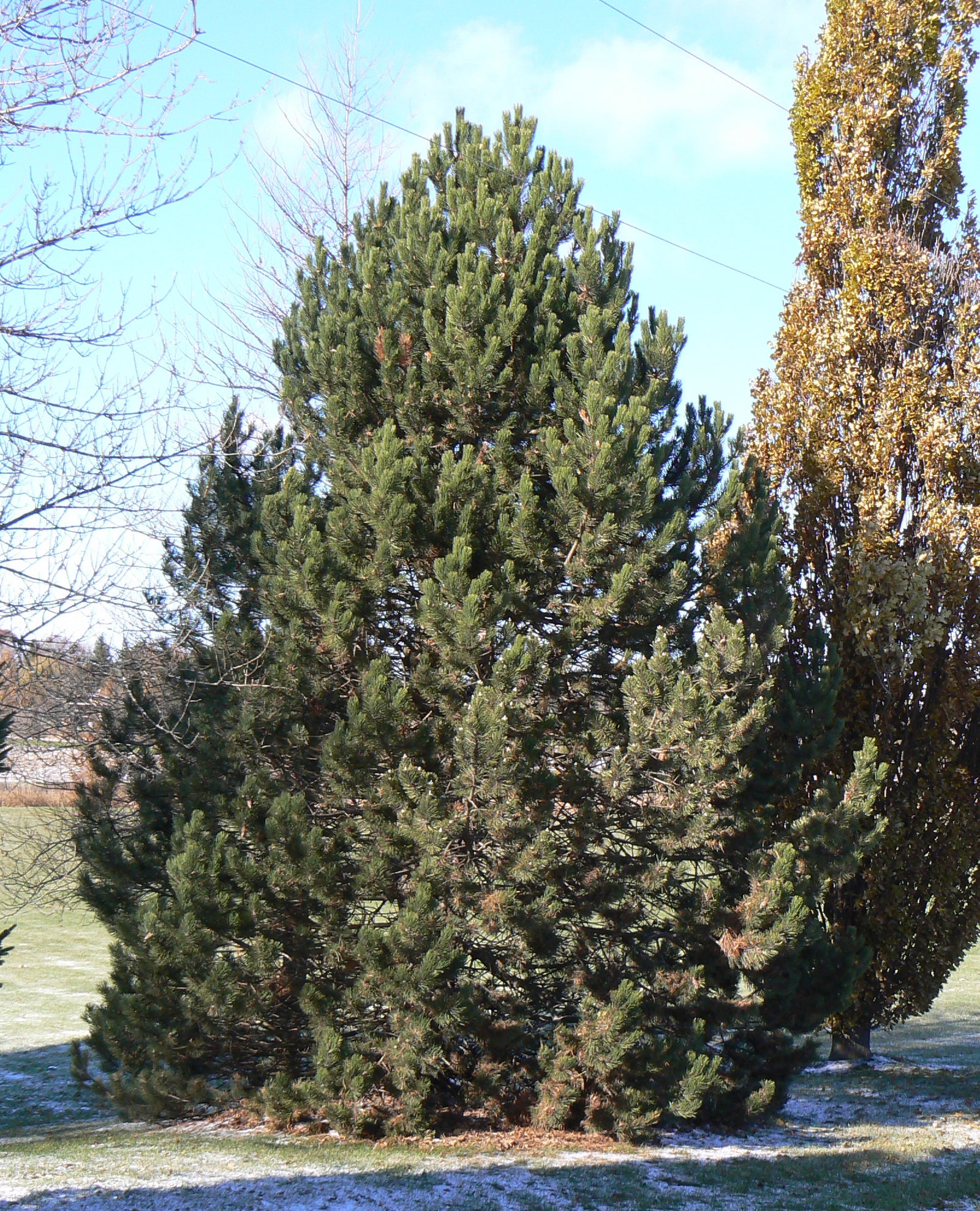 Pinus nigra Compacta Compact Austrian Black Pine