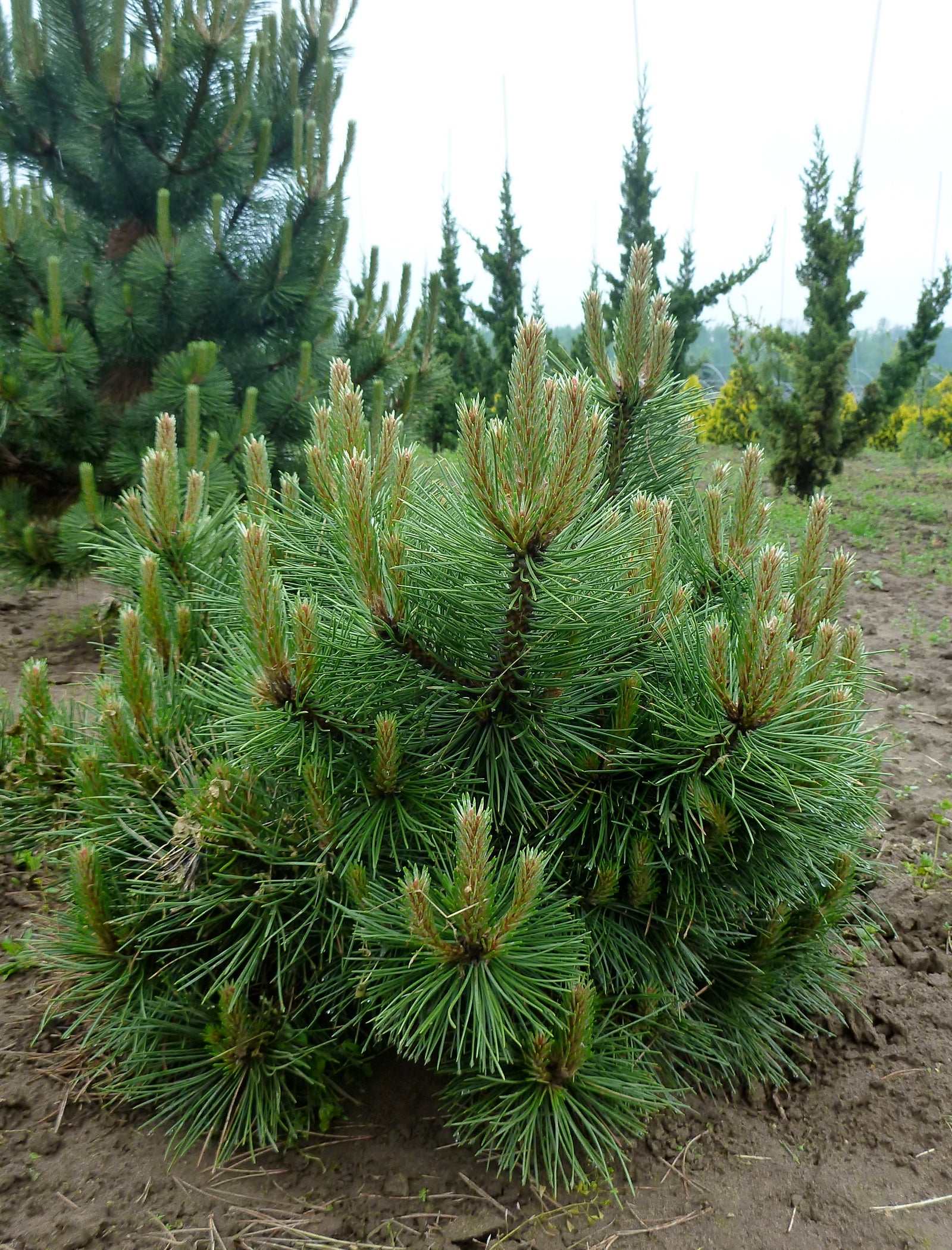 Pinus nigra Hornibrookiana Dwarf Austrian Pine