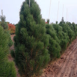 Pinus nigra Teardrop PP12806 Teardrop Columnar Austrian Pine