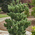 Pinus parviflora Aoi Aoi Japanese White Pine