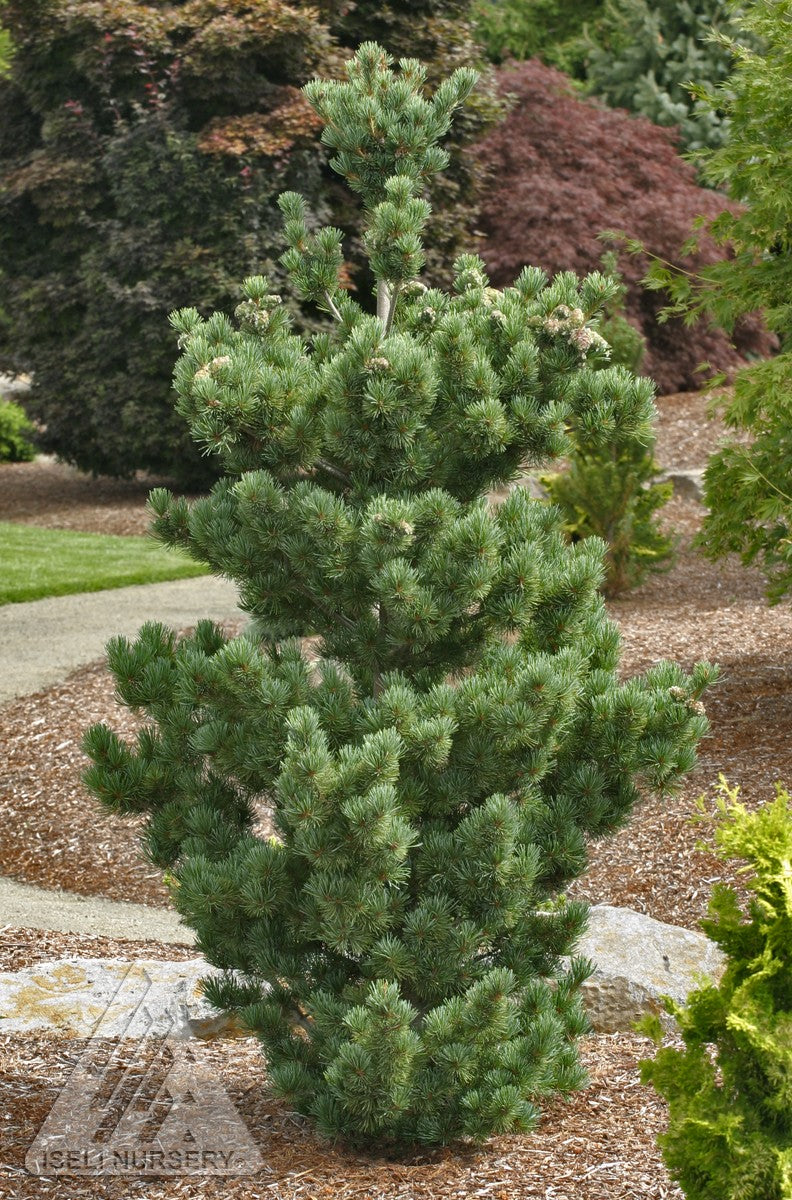 Pinus parviflora Aoi Aoi Japanese White Pine