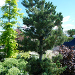 Pinus parviflora Glauca Japanese White Pine
