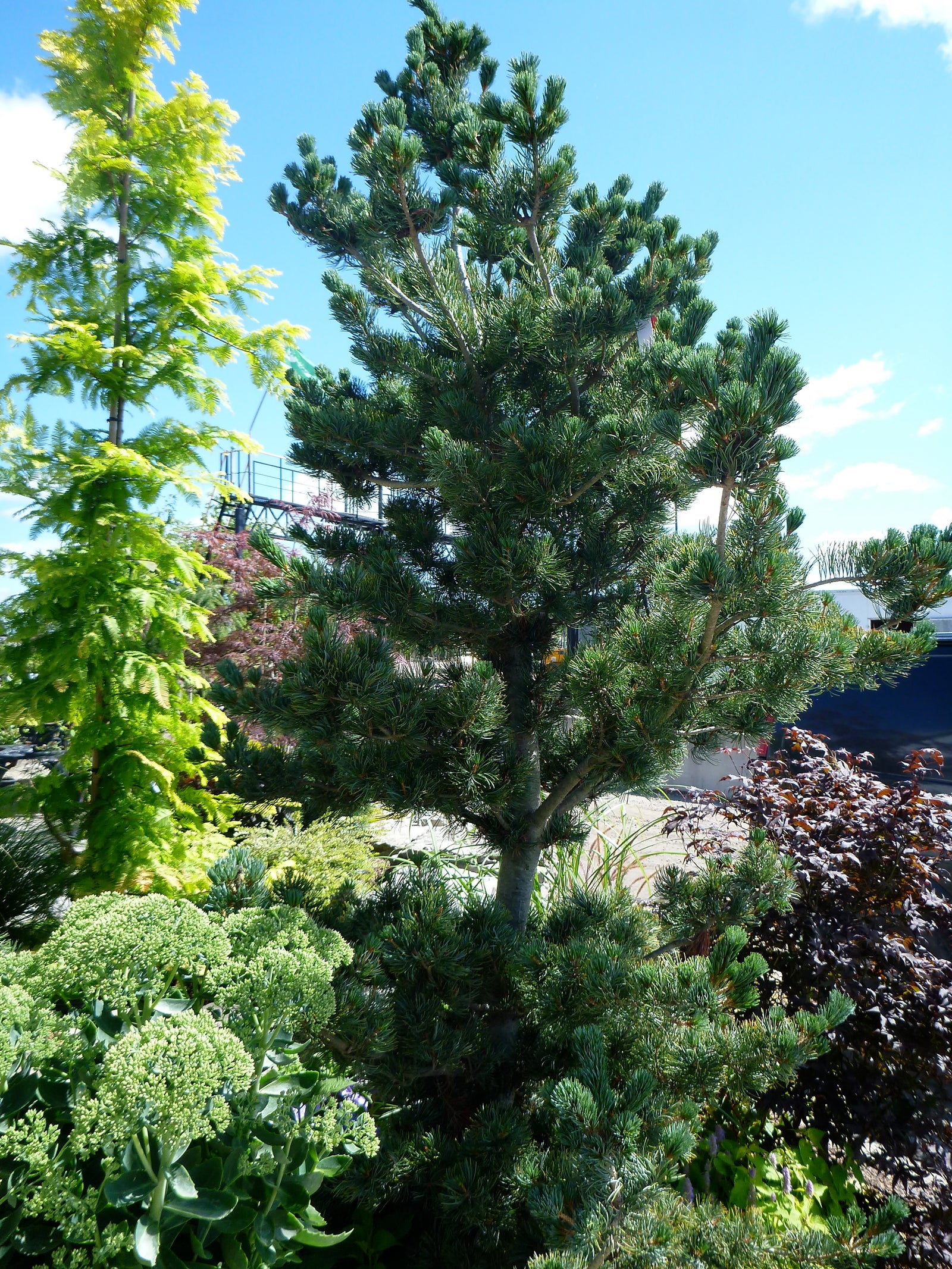 Pinus parviflora Glauca Japanese White Pine
