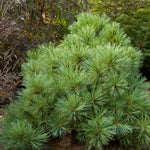 Pinus strobus Blue Shag Blue Shag White Pine
