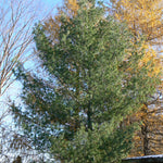 Pinus strobus Contorta Contorted White Pine