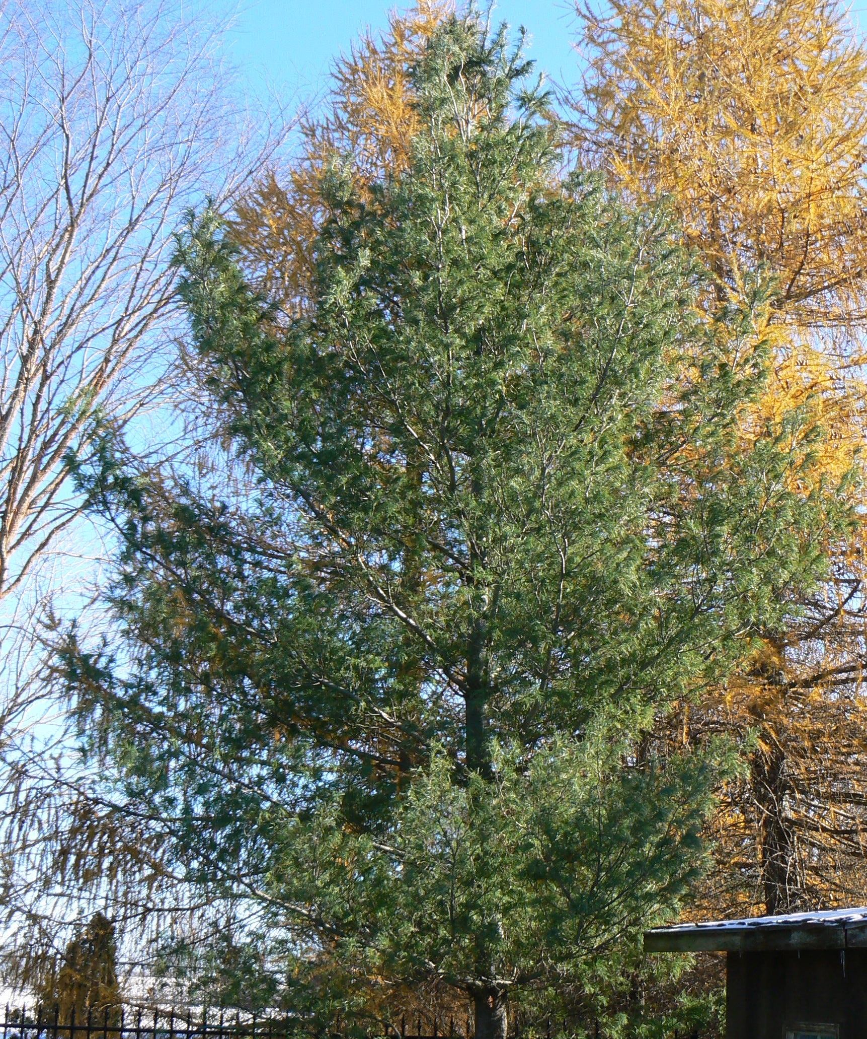 Pinus strobus Contorta Contorted White Pine
