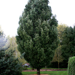Pinus strobus Fastigiata Columnar White Pine