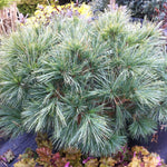 Pinus strobus Horsford Dwarf Horsford Dwarf White Pine