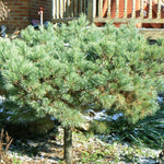 Pinus strobus Nana Dwarf Eastern White Pine