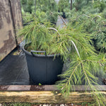 Pinus strobus Prostrata Prostrate Eastern White Pine