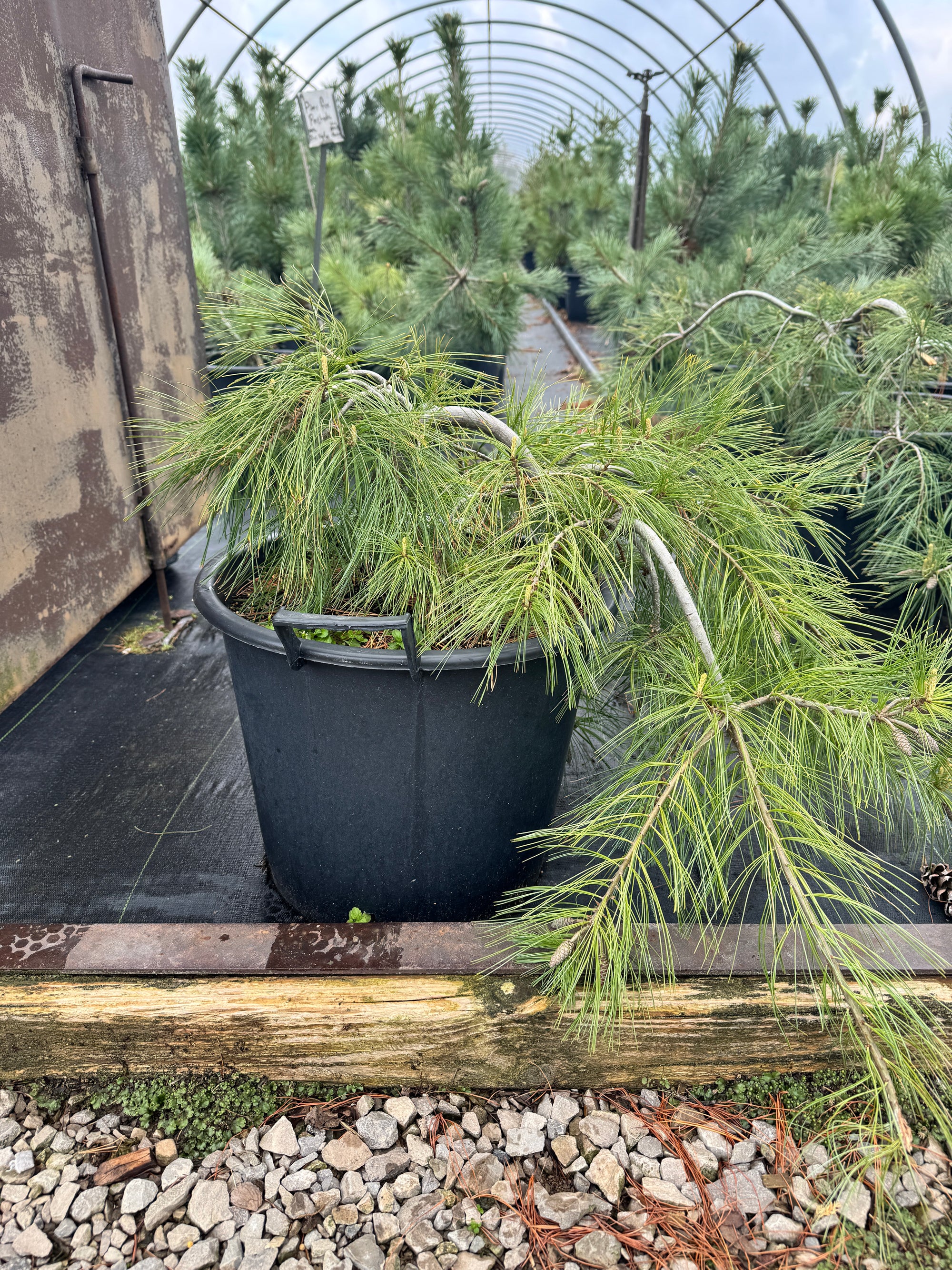 Pinus strobus Prostrata Prostrate Eastern White Pine