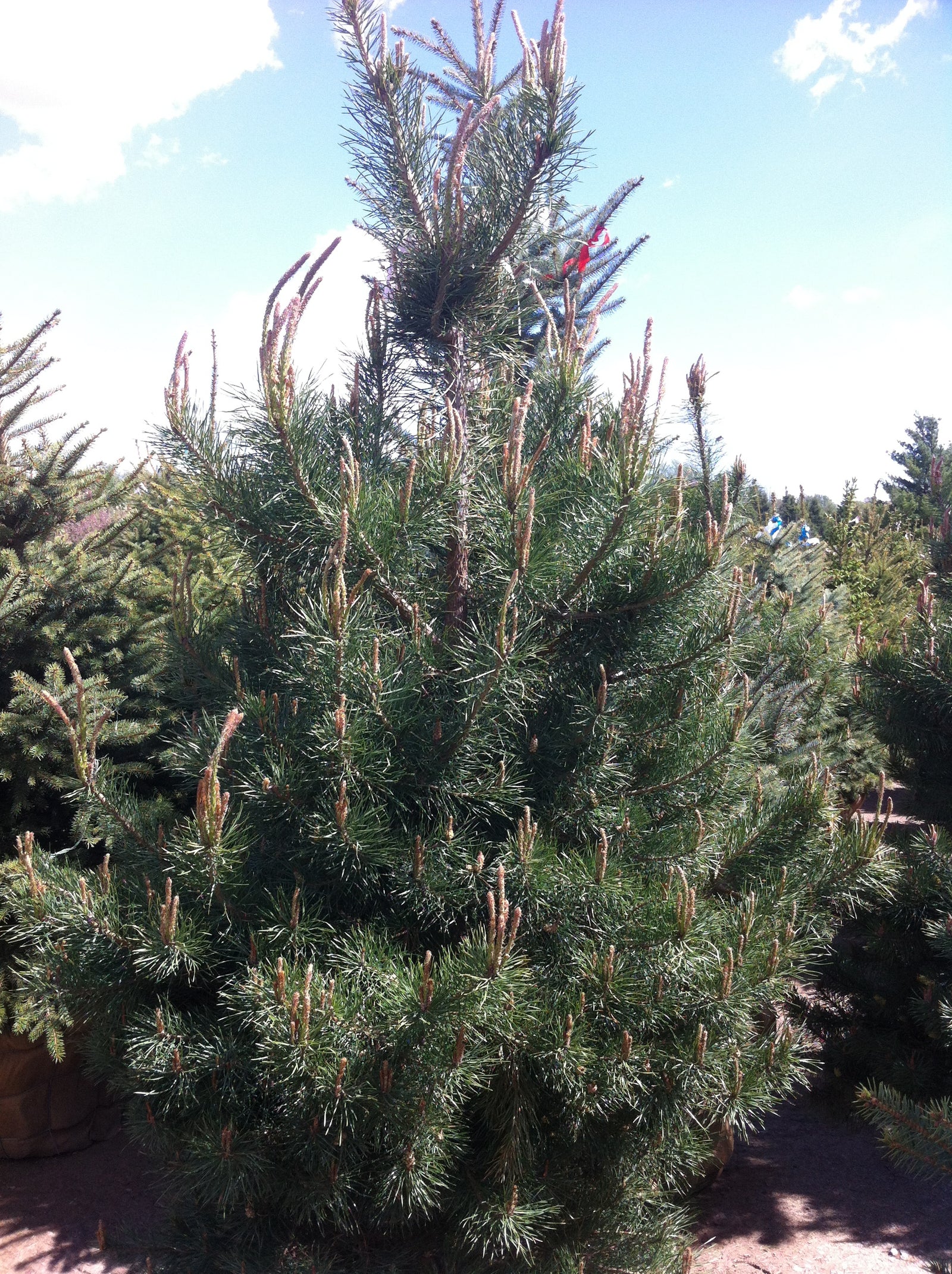 Pinus sylvestris Scots Pine