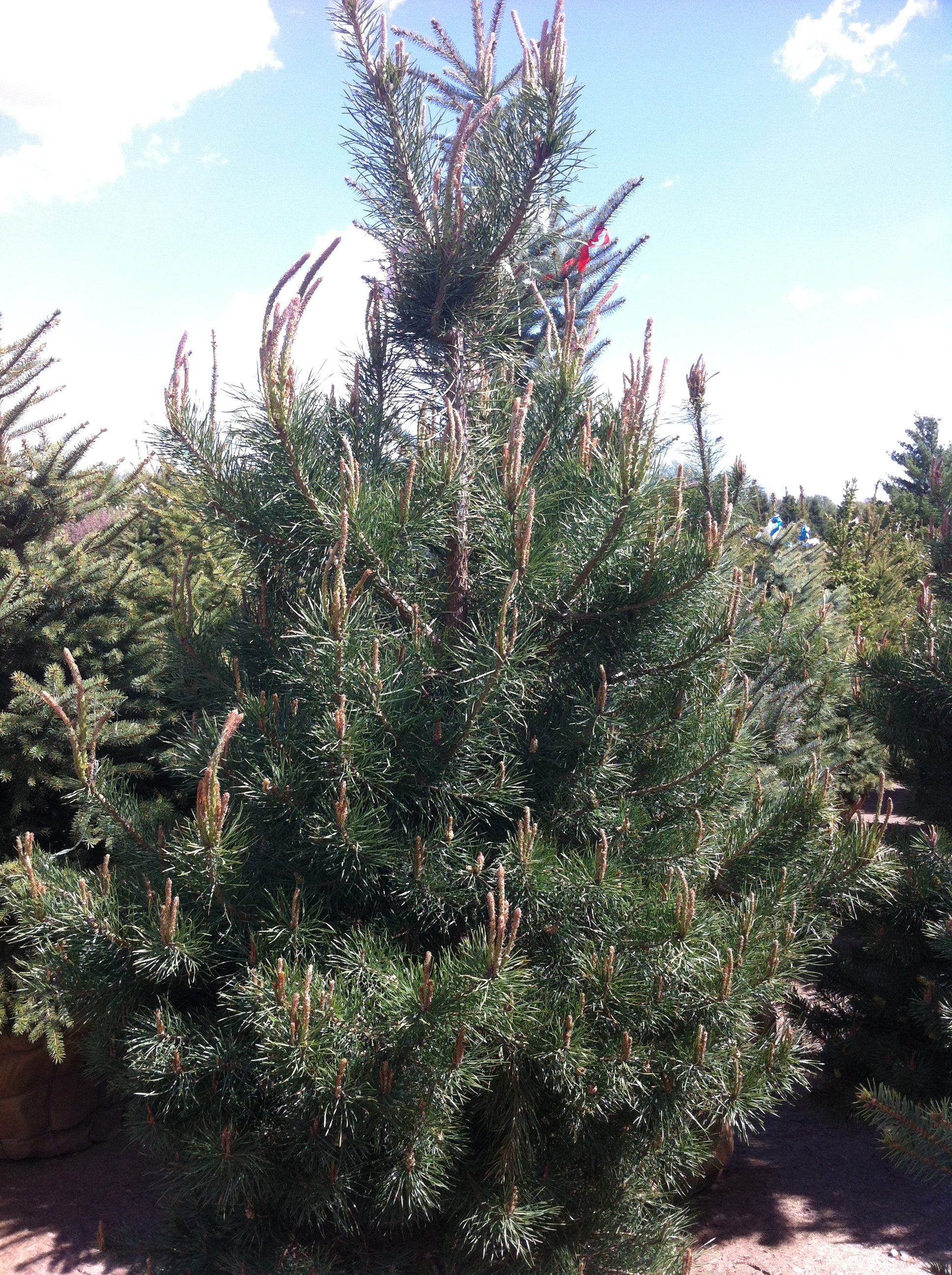 Pinus sylvestris Scots Pine