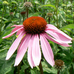 Echinacea purpurea Magnus Magnus Coneflower