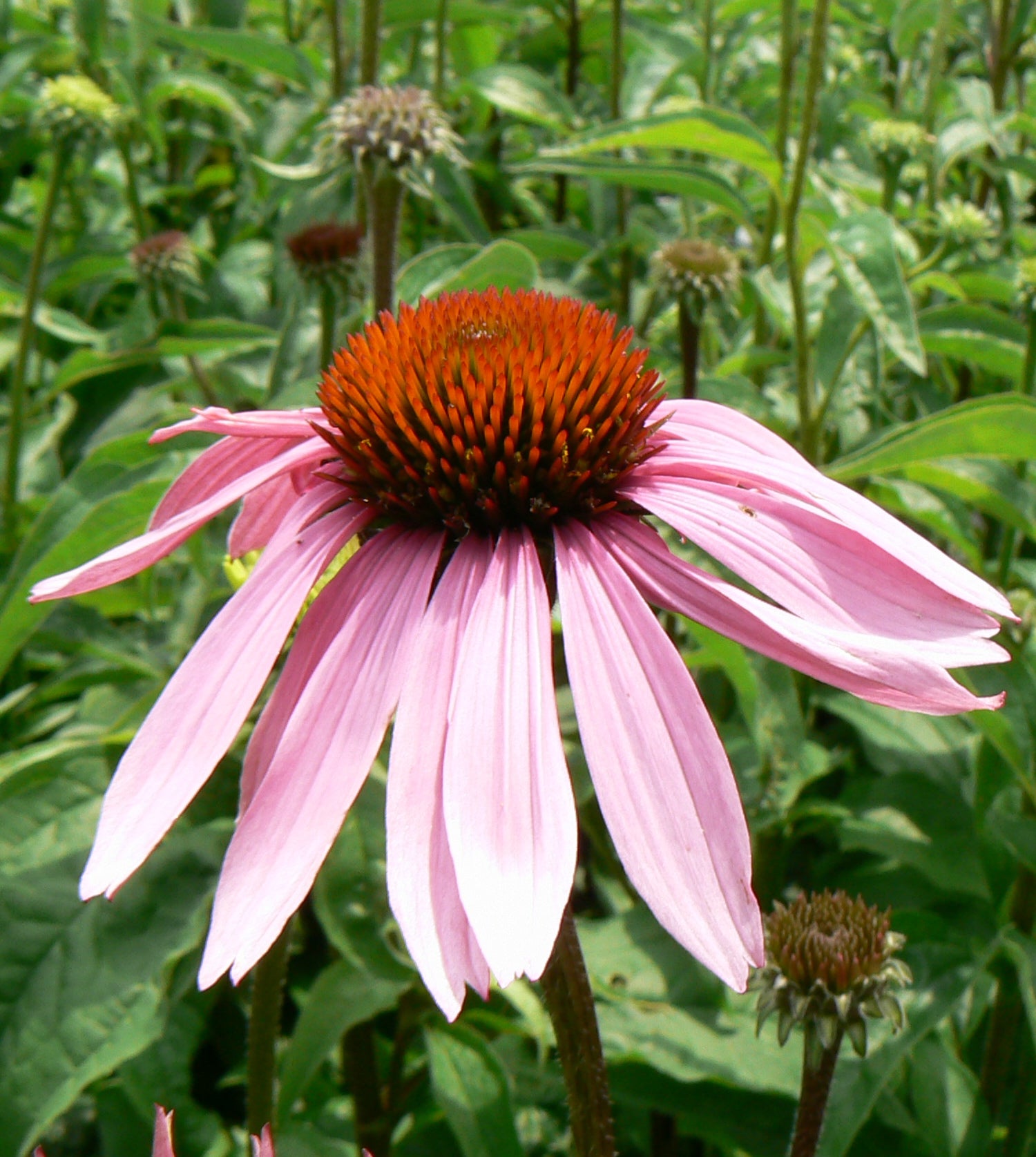 Echinacea purpurea Magnus Magnus Coneflower