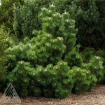 Pinus thunbergii Thunderhead Thunderhead Black Pine