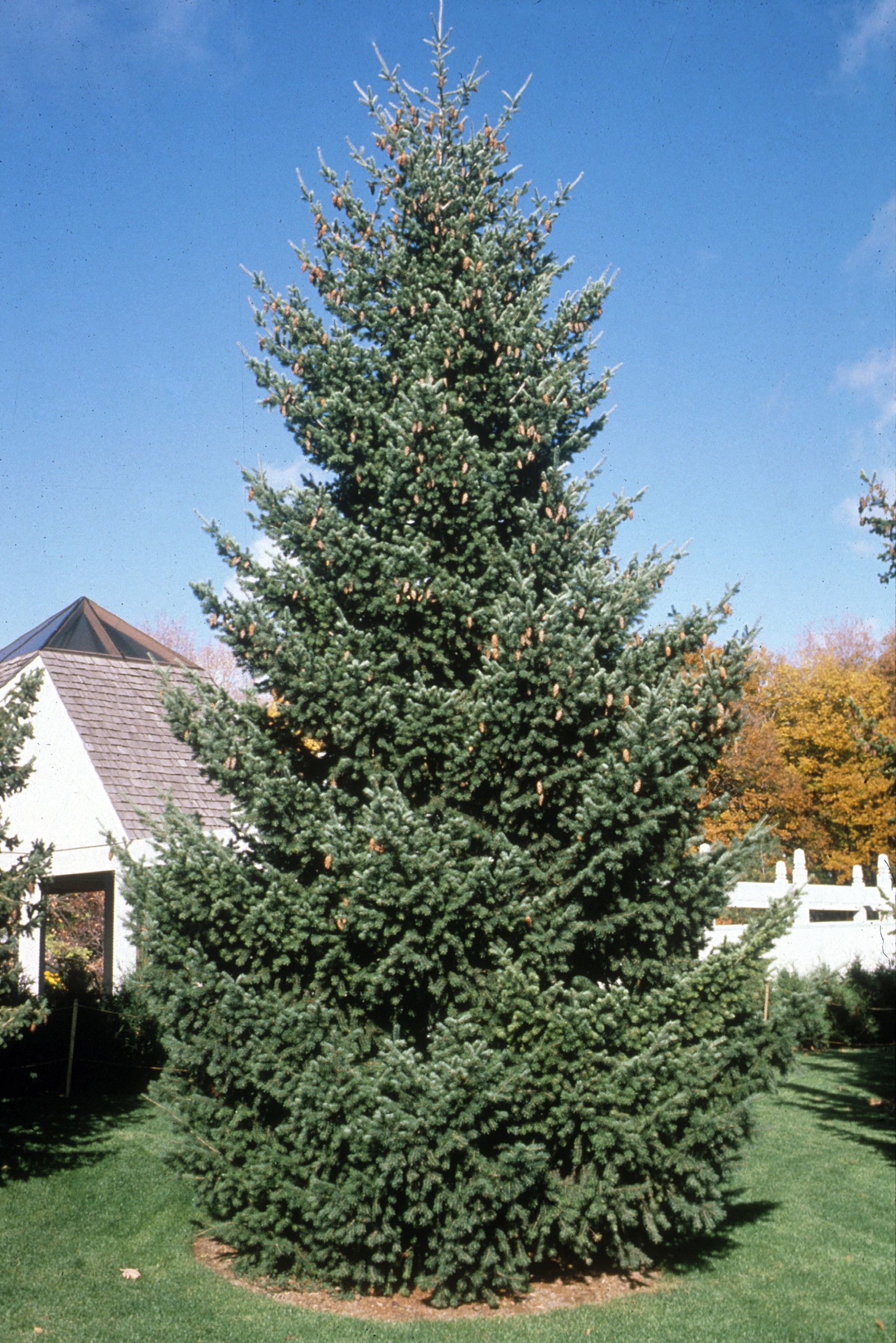 Pseudotsuga menziesii var. glauca Rocky Mountain Douglas Fir