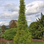 Sciadopitys verticillata Joe Kozey Joe Kozey Umbrella Pine