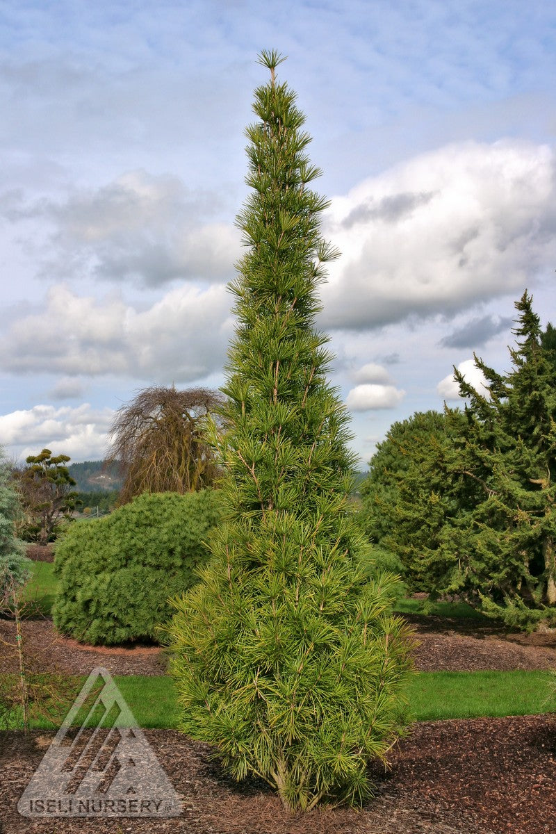 Sciadopitys verticillata Joe Kozey Joe Kozey Umbrella Pine