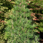 Sciadopitys verticillata Wintergreen Wintergreen Japanese Umbrella Pine