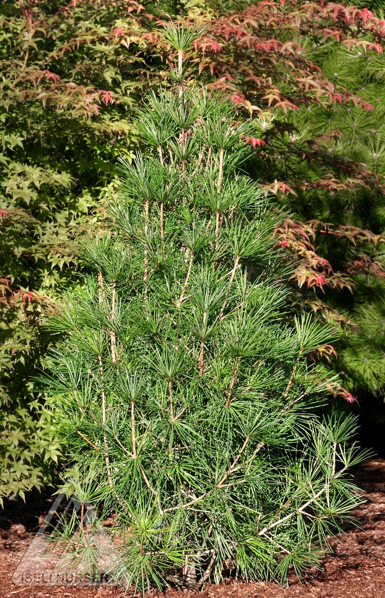 Sciadopitys verticillata Wintergreen Wintergreen Japanese Umbrella Pine