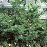 Taxus cuspidata (spreading) Spreading Japanese Yew