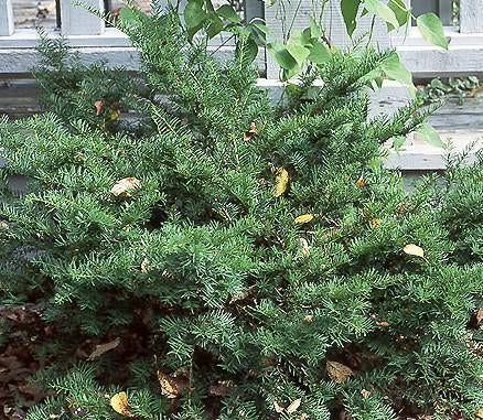 Taxus cuspidata (spreading) Spreading Japanese Yew