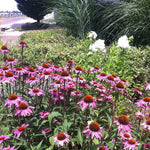 Echinacea purpurea Merlot PP18814, COPF Merlot Coneflower