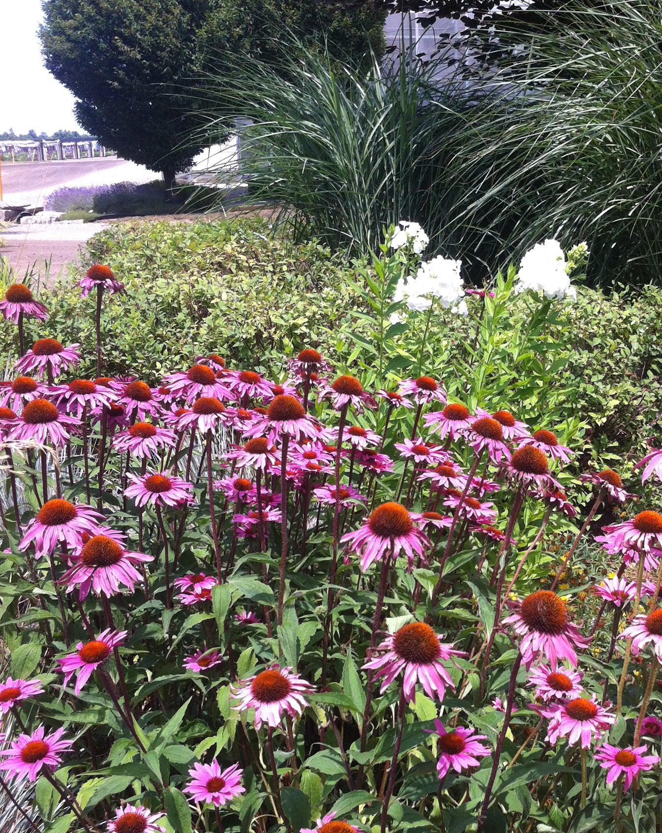 Echinacea purpurea Merlot PP18814, COPF Merlot Coneflower