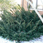 Taxus x media Wardii Ward's Yew