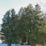 Thuja occidentalis Eastern White Cedar
