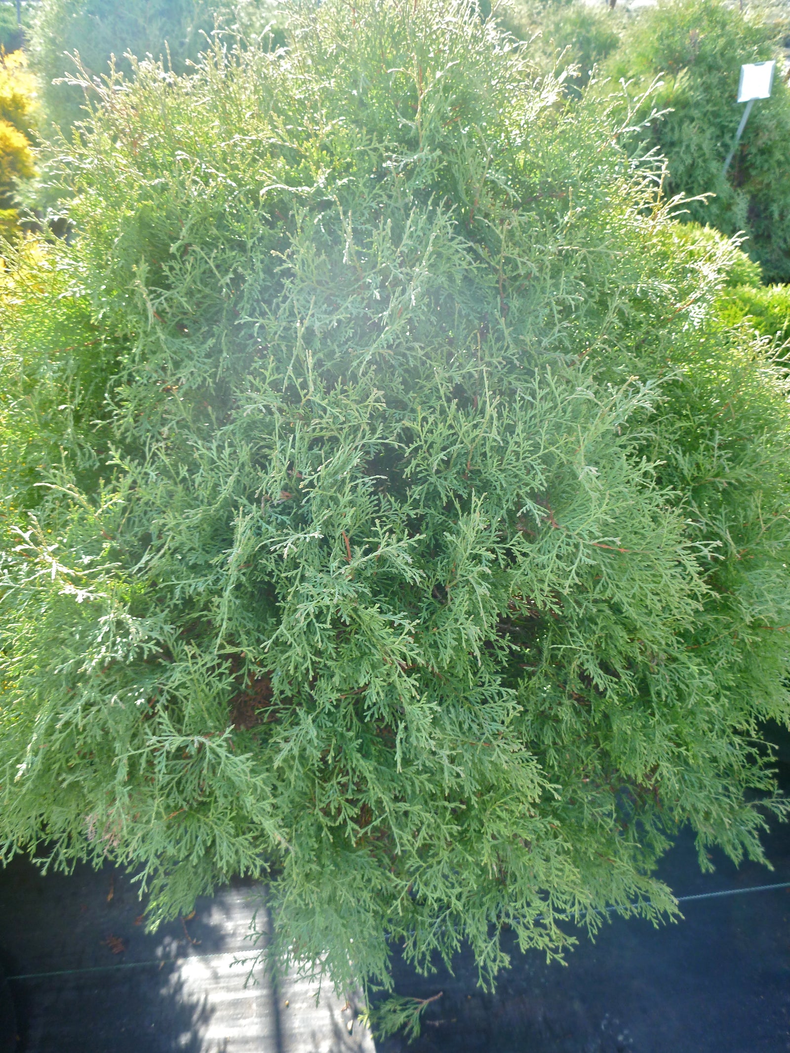 Thuja occidentalis Sherwood Moss Sherwood Moss Cedar