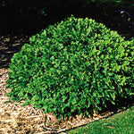 Thuja occidentalis Woodwardii Woodward Cedar
