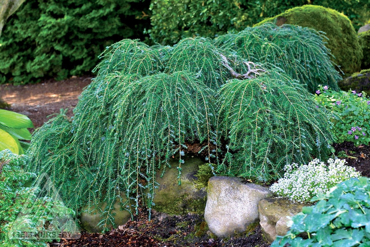 Tsuga canadensis Cole's Prostrata Cole's Prostrate Canadian Hemlock
