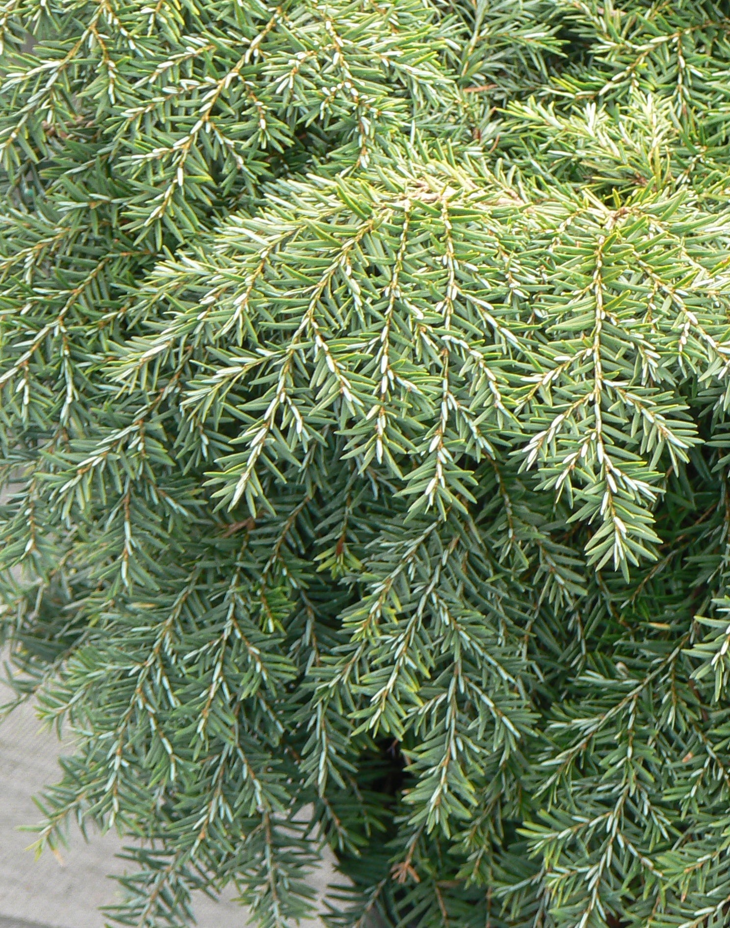Tsuga canadensis Jeddeloh Jeddeloh Dwarf Canadian Hemlock