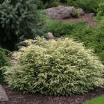 Tsuga canadensis Moon Frost Moon Frost Canadian Hemlock