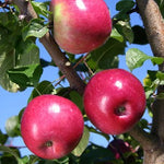 Apple Liberty Liberty Apple