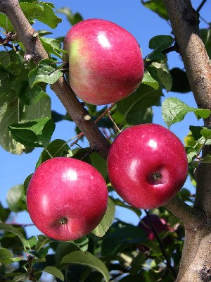 Apple Liberty Liberty Apple