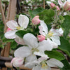 Apple Lodi Lodi Apple