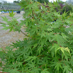 Acer palmatum Japanese Maple