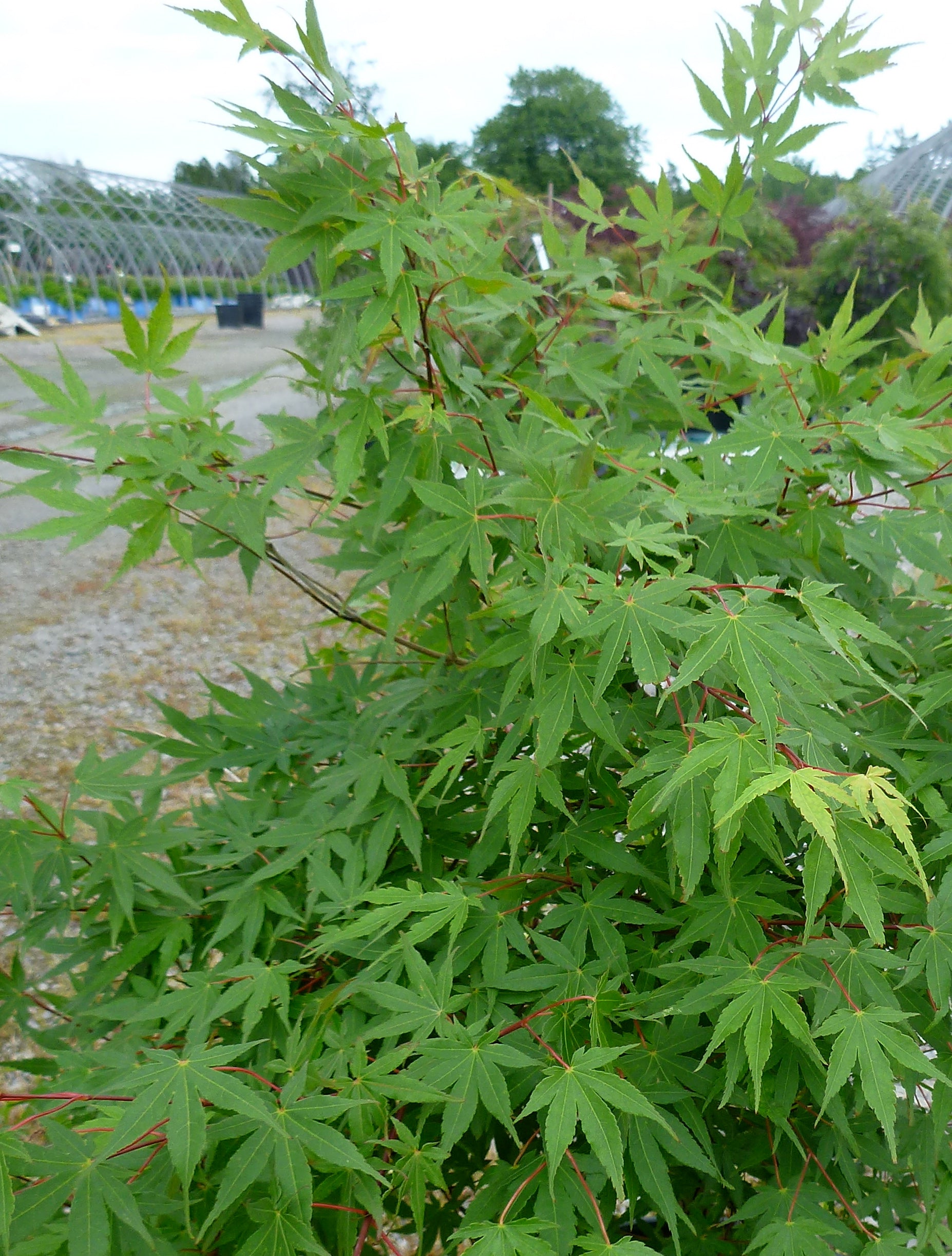 Acer palmatum Japanese Maple