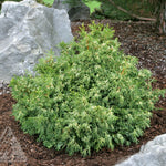 Chamaecyparis obtusa Mariesii Mariesii Hinoki Falsecypress