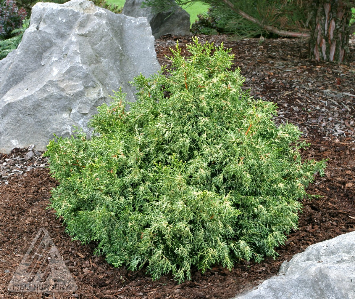 Chamaecyparis obtusa Mariesii Mariesii Hinoki Falsecypress