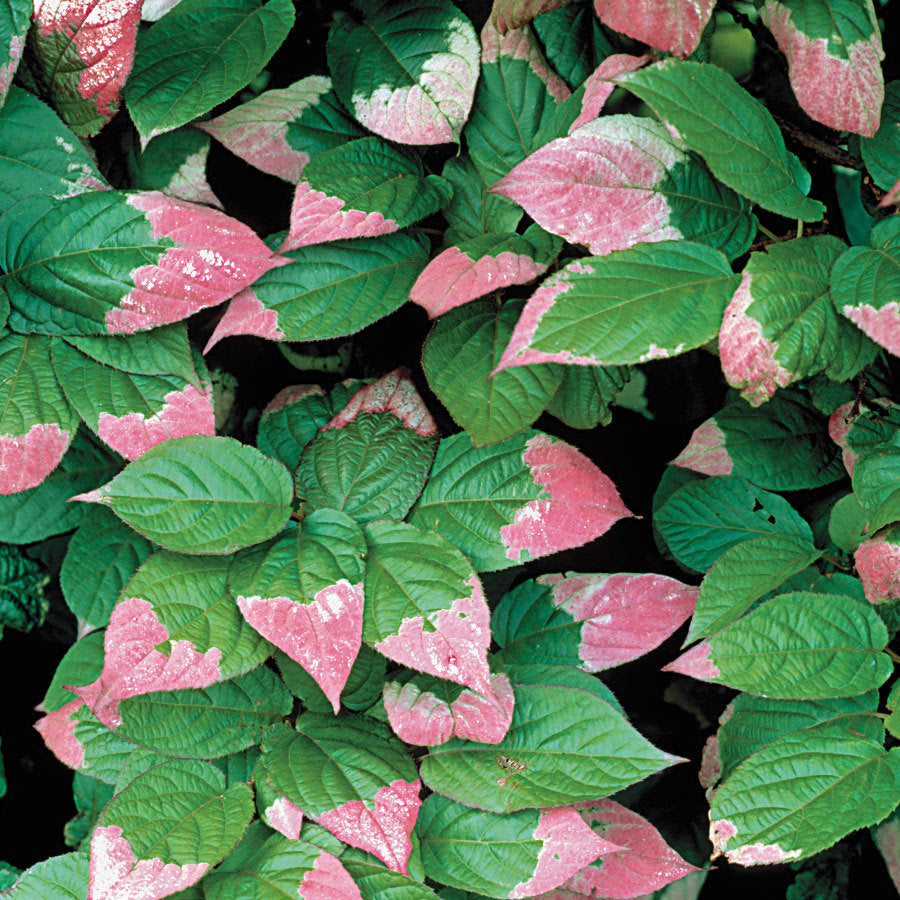 Actinidia kolomikta (female) Hardy Kiwi