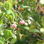 Akebia quinata Chocolate Vine