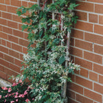 Ampelopsis brevipedunculata Elegans Variegated Porcelain Berry