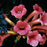 Campsis radicans Trumpet Vine