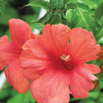 Campsis radicans Flamenco Flamenco Trumpet Vine