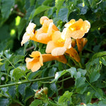 Campsis radicans Flava Yellow Trumpet Vine