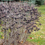 Aronia melanocarpa Black Chokeberry